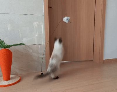 고양이 부착형 깃털 낚시대 카샤카샤 붕붕 장난감 와이어 캣츠펀치  상세 이미지 3